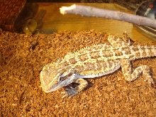 my beardie stab