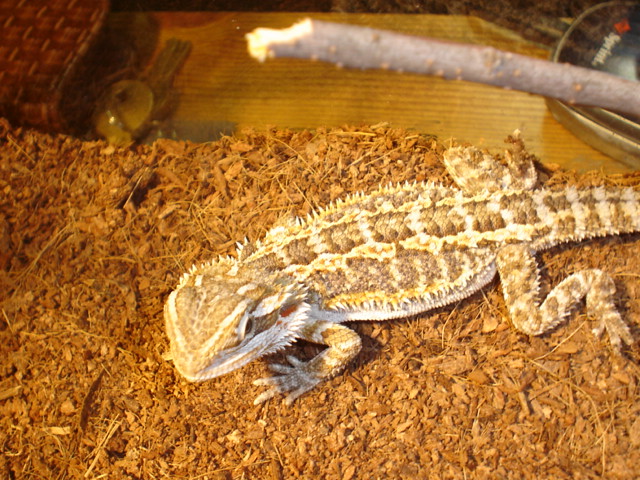 my beardie stab