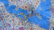 my ball pythons