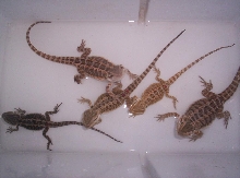 bath time