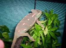 New chameleon