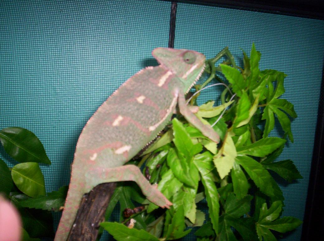 New chameleon