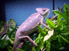 New chameleon