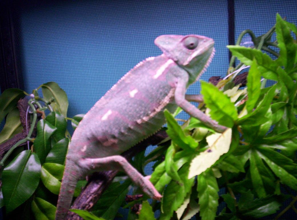 New chameleon