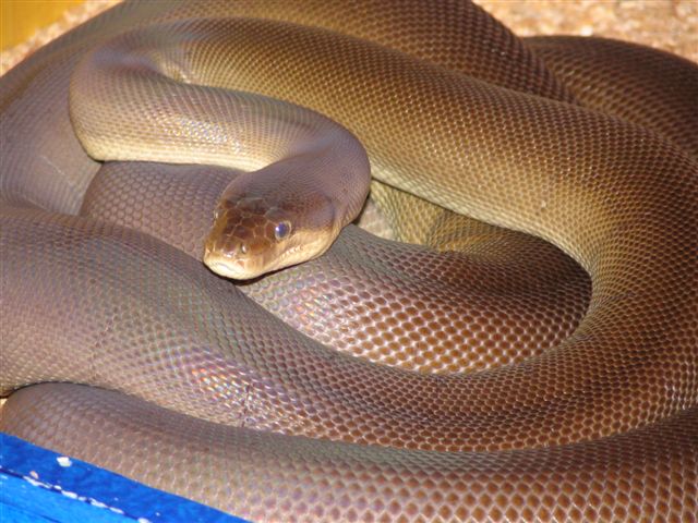 Olive Python