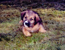 SamsonMUTT