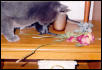 Smoke & Gerbils