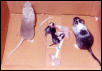 Gerbil Family