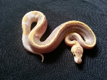 Champagne Yellow Belly