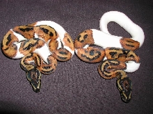 2 male pieds