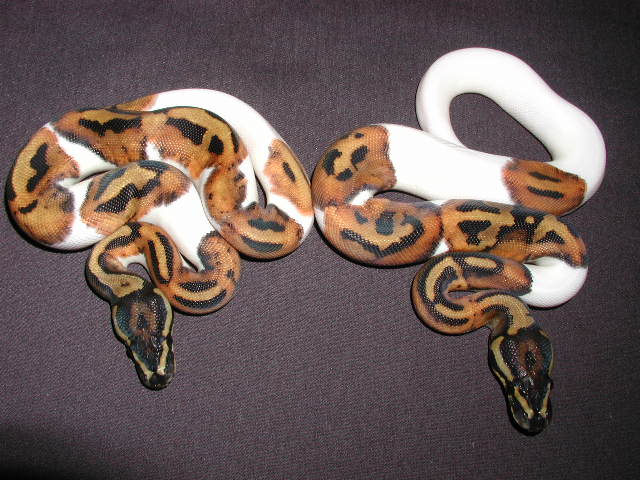 2 male pieds