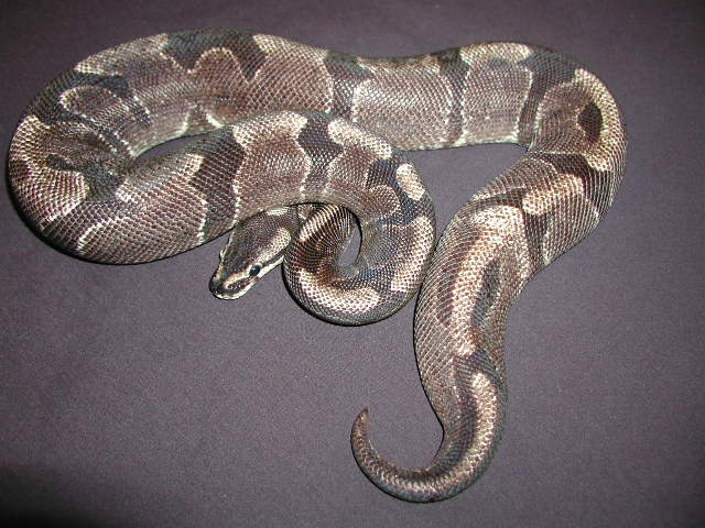 "Super?" Kalabash Pastel