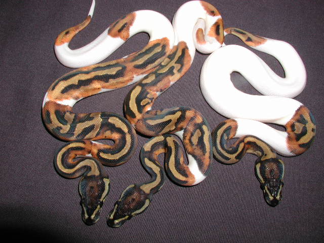 3pieds