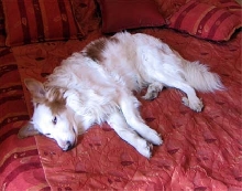 Jeckie sleep