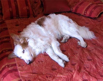Jeckie sleep