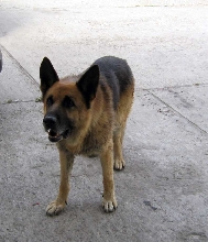 Atos 2008-2009