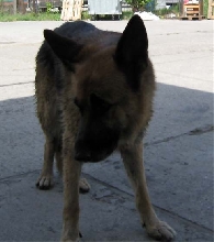 Atos - 2008-2011