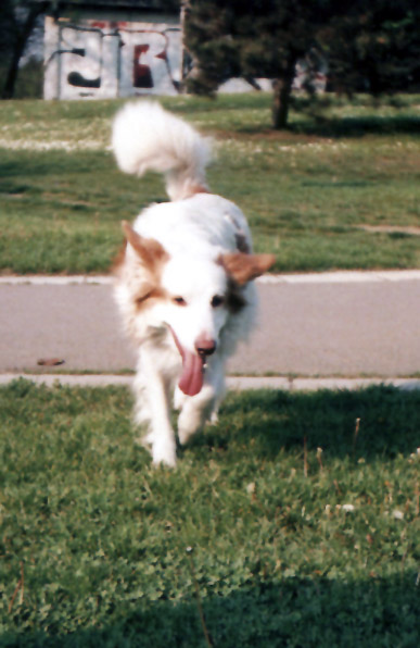 Jeckie - run