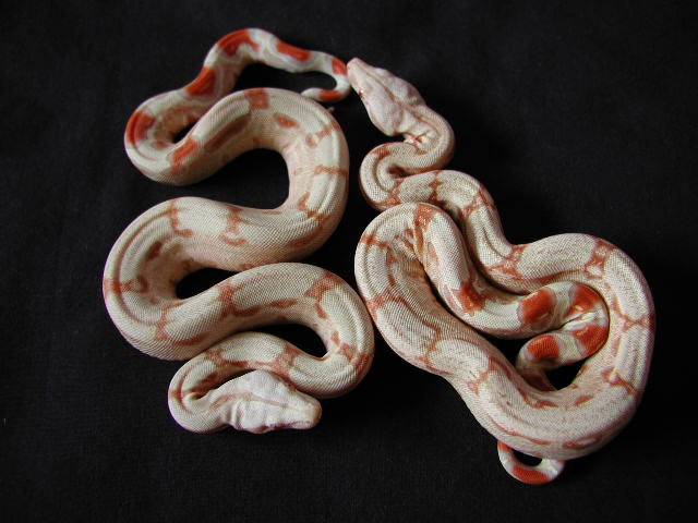 Albino Boa pair