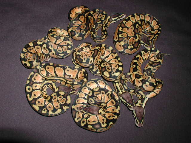 Clutch-40-05