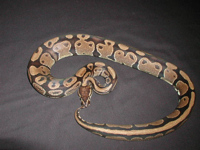 DHAP-03M-02