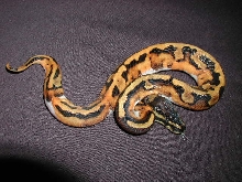 Female Pied