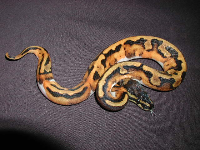 Female Pied