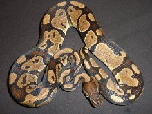 HC-06M-09
