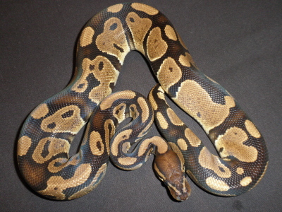 HC-06M-09