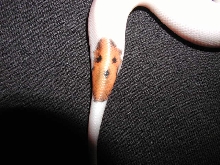 HappyFace4