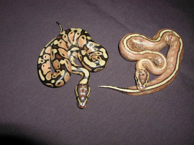 het super stripe