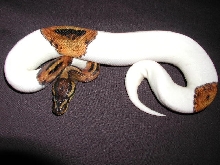 High White Female Pied