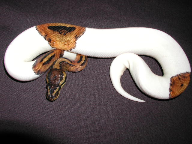 High White Female Pied