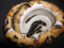 Pied-09F-05.jpg