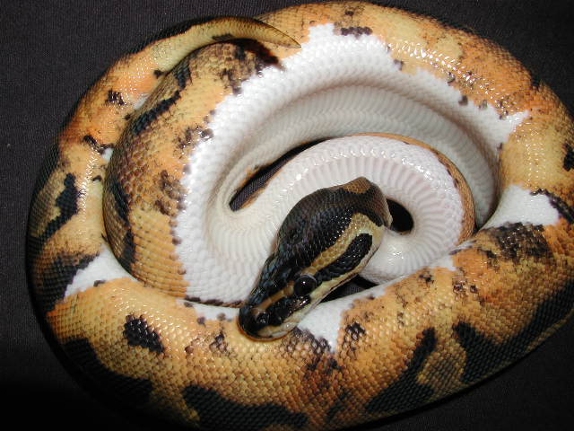 Pied-09F-05.jpg