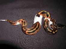 Male Pied