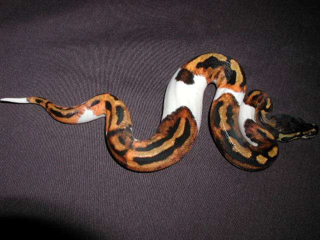 Male Pied