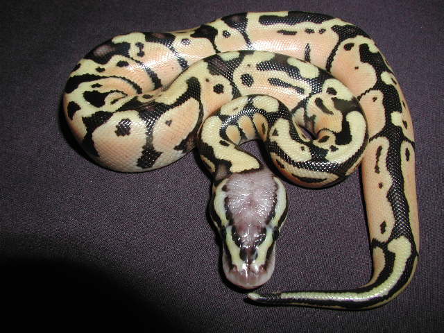 thunder x pastel