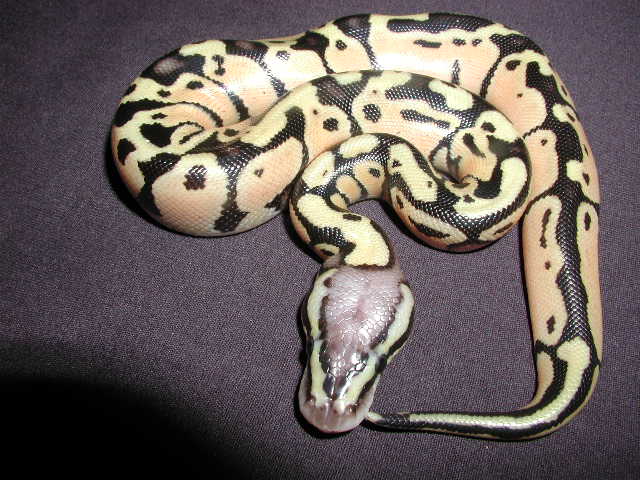 thunder x pastel 2