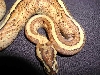 SS2
