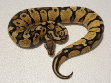 Thunder Pastel Male 2