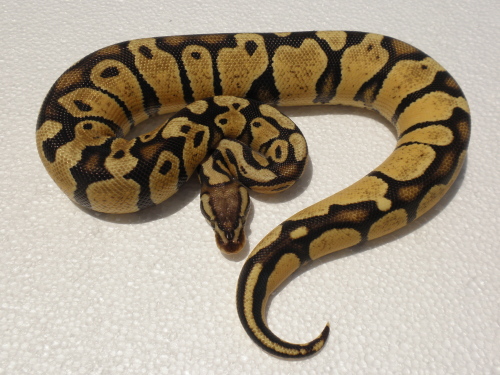 Thunder Pastel Male 2