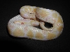Albino Pastel Jungle