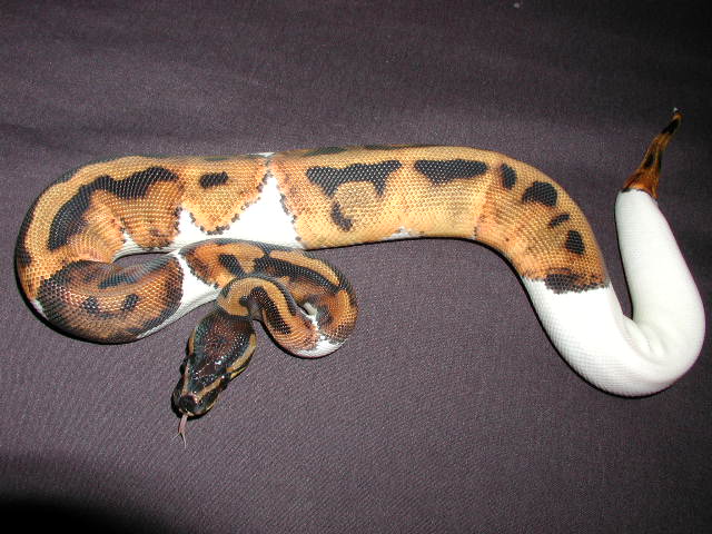Pied-10F-05