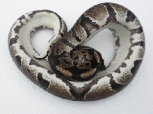 het pied belly