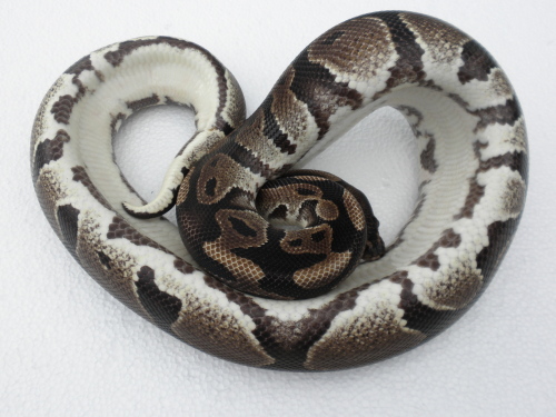 het pied belly