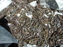 Captive Hatched Females