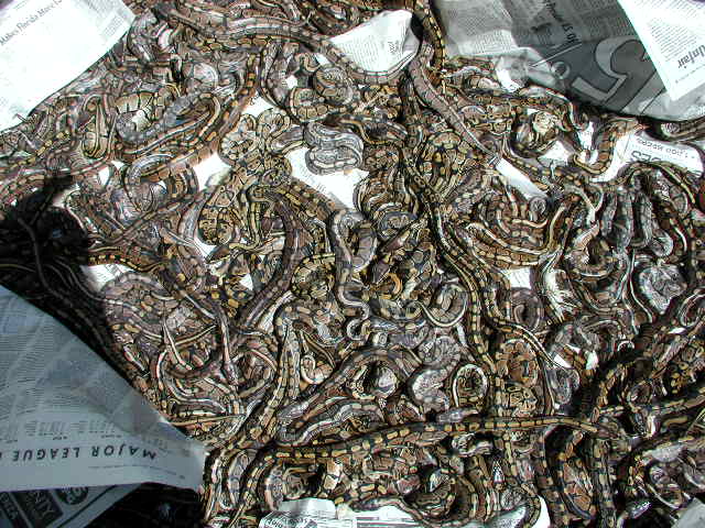 Captive Hatched Females