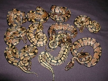 CH females