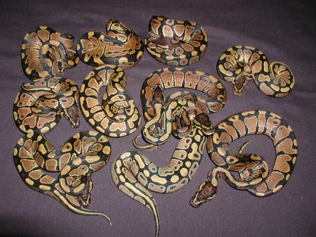 CH females